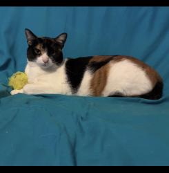 Lost Female Cat last seen Rosemary near Brandweins, Chapel Hill, NC 27516