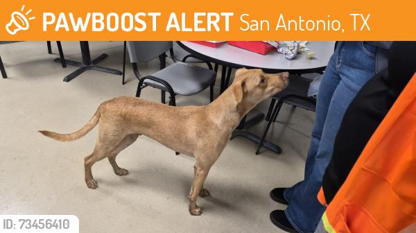 Found/Stray Male Dog last seen Hwy 16 and South Loop 410, San Antonio, TX 78224