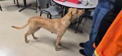 Found/Stray Male Dog last seen Hwy 16 and South Loop 410, San Antonio, TX 78224