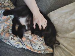 Lost Female Cat last seen Glenwood rd, Decatur, GA 30035