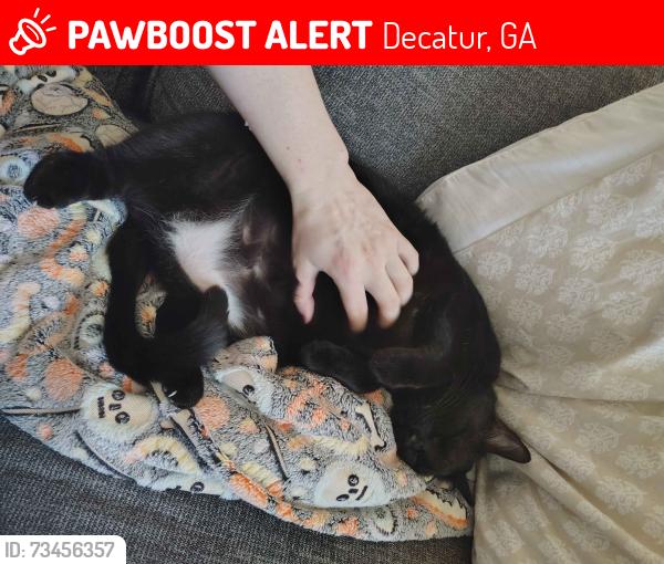 Lost Female Cat last seen Glenwood rd, Decatur, GA 30035