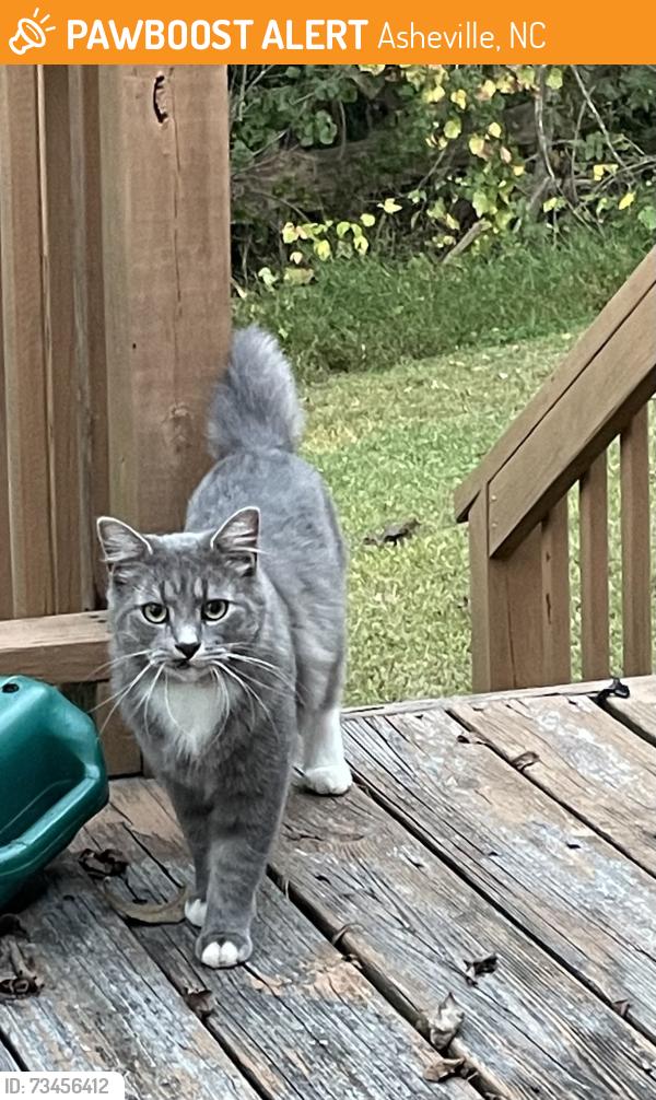 Found/Stray Unknown Cat last seen Near Loblolly, Asheville, NC 28803