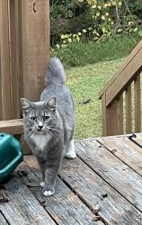 Found/Stray Unknown Cat last seen Near Loblolly, Asheville, NC 28803