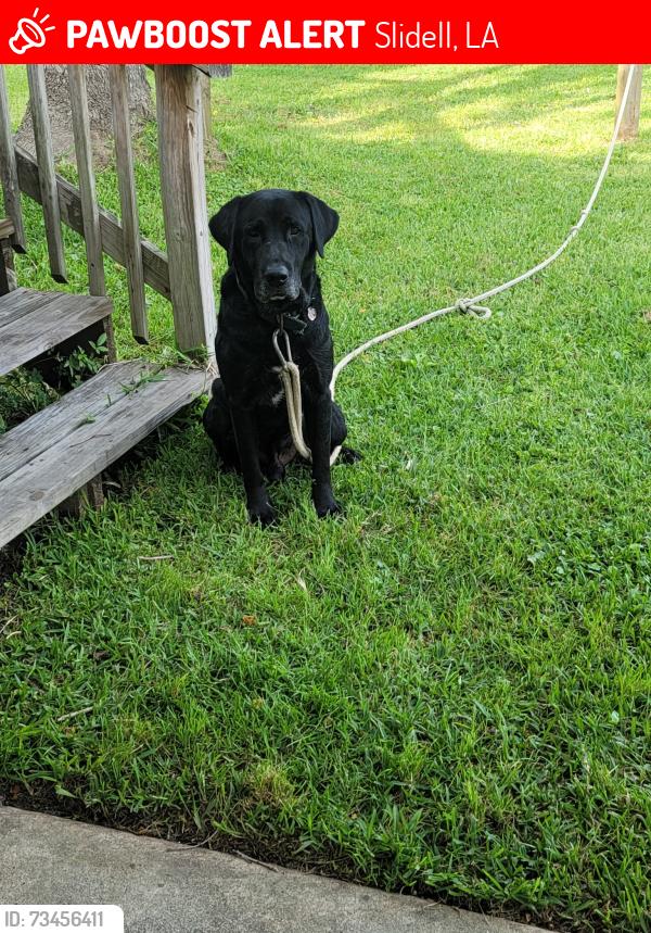 Lost Male Dog last seen Robert Blvd, Slidell, LA 70458