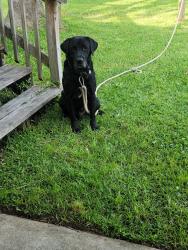 Lost Male Dog last seen Robert Blvd, Slidell, LA 70458