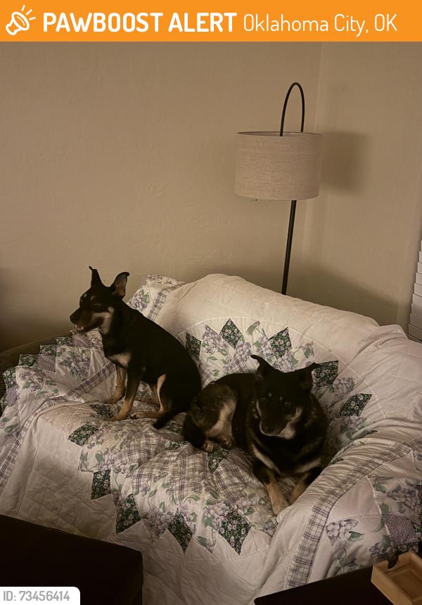 Found/Stray Female Dog last seen Point 12, Oklahoma City, OK 73165