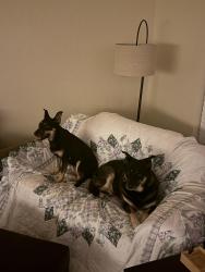 Found/Stray Female Dog last seen Point 12, Oklahoma City, OK 73165