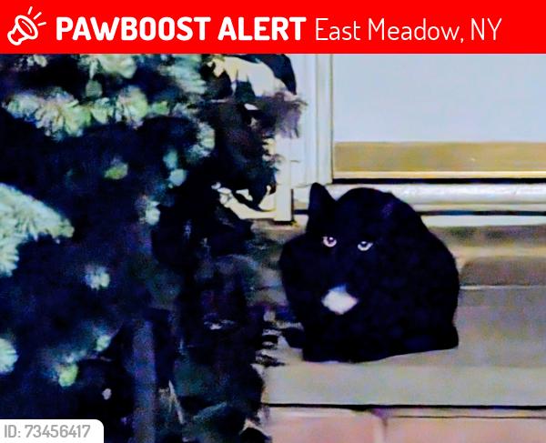 Lost Male Cat last seen Dofena Lane and Bailey Avenue, East Meadow, NY 11554