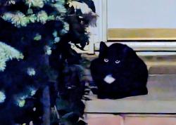 Lost Male Cat last seen Dofena Lane and Bailey Avenue, East Meadow, NY 11554