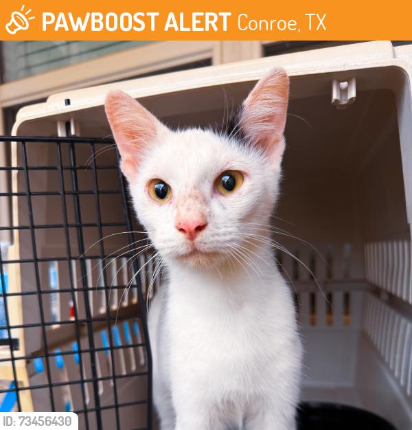 Found/Stray Male Cat last seen Runyan Elementary School, Conroe, TX 77301