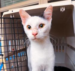 Found/Stray Male Cat last seen Runyan Elementary School, Conroe, TX 77301