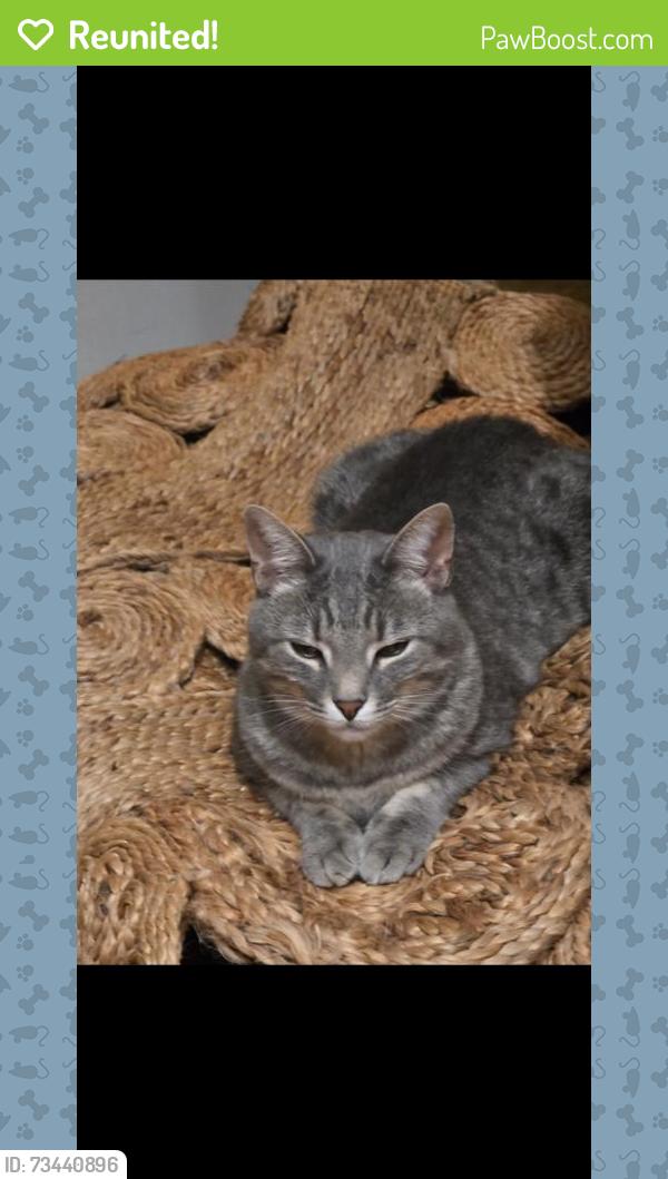 Reunited Male Cat last seen Near Golf Course Rd, Old Fort, NC 28762, USA, Old Fort, NC 28762