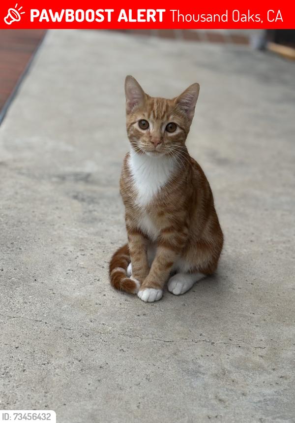 Lost Male Cat last seen Daniel street, Thousand Oaks, CA 91320