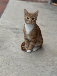 Lost Male Cat last seen Daniel street, Thousand Oaks, CA 91320