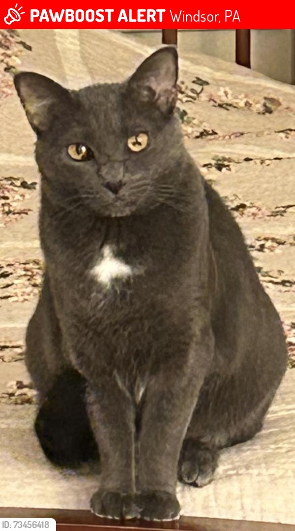 Lost Female Cat last seen Thomas Armor Dr and South Camp St, Windsor, PA, Windsor, PA 17366