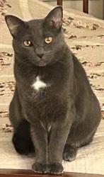 Lost Female Cat last seen Thomas Armor Dr and South Camp St, Windsor, PA, Windsor, PA 17366