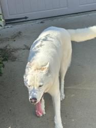 Found/Stray Unknown Dog last seen Trotters ridge, Harnett County, NC 28390