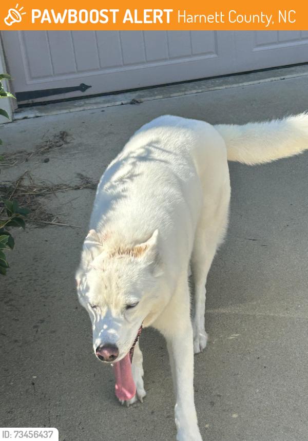 Found/Stray Unknown Dog last seen Trotters ridge, Harnett County, NC 28390