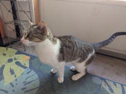 Found/Stray Female Cat last seen Near the intersection of Constitution and Union, Colorado Springs, CO 80909