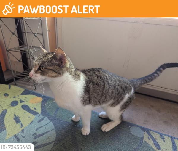 Found/Stray Female Cat last seen Near the intersection of Constitution and Union, Colorado Springs, CO 80909