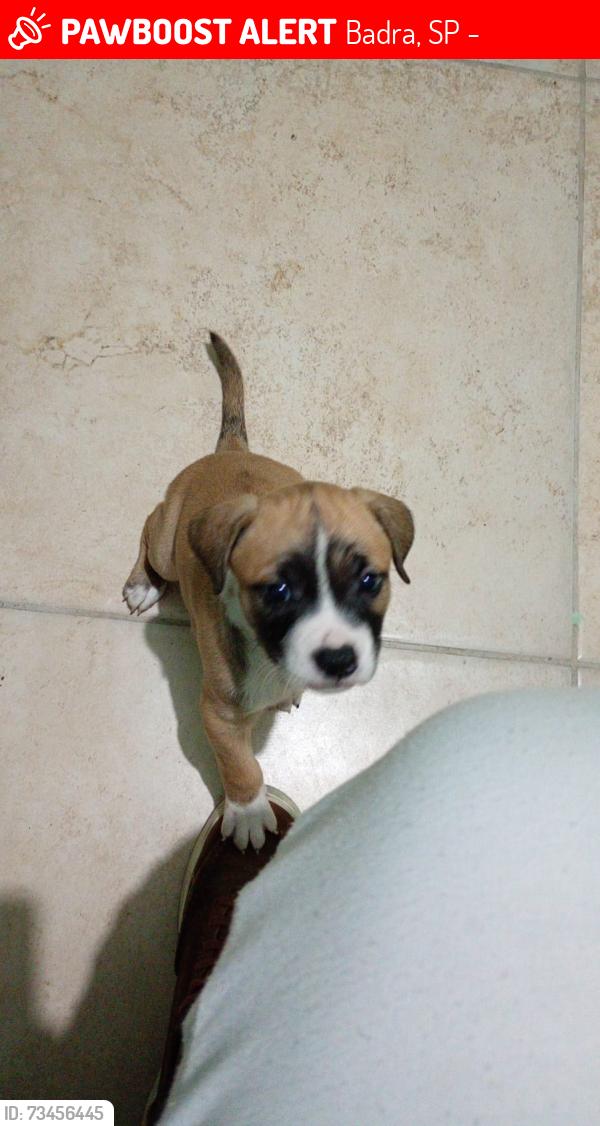 Lost Male Dog last seen Rua professor alceu salvarani, Badra, SP 08690-075