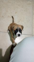 Lost Male Dog last seen Rua professor alceu salvarani, Badra, SP 08690-075