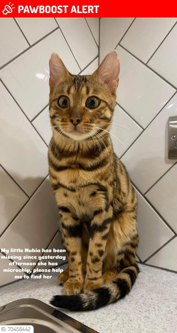 Lost Female Cat last seen Near Hainault Road, Greater London, England E11 1EH