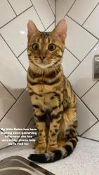 Lost Female Cat last seen Near Hainault Road, Greater London, England E11 1EH