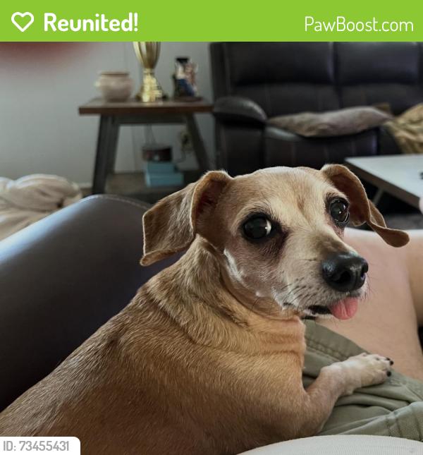 Reunited Female Dog last seen Casa De Lodi, Lodi, CA 95240