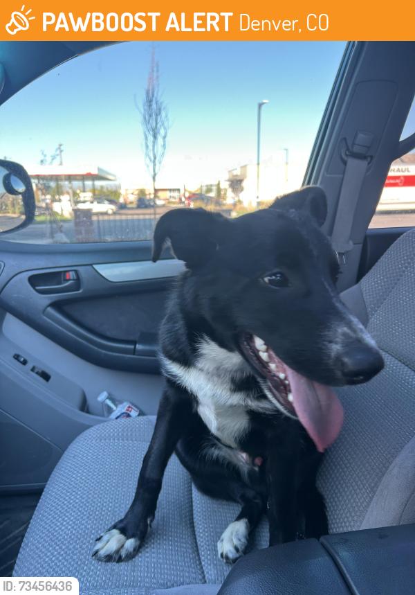 Found/Stray Male Dog last seen 47th and Peoria, Denver, CO 80239