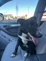 Found/Stray Male Dog last seen 47th and Peoria, Denver, CO 80239