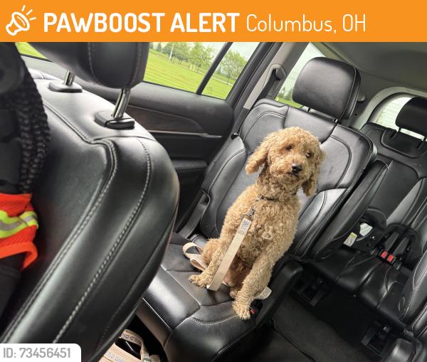 Found/Stray Male Dog last seen NearEasthaven Elementary, Columbus, OH 43232