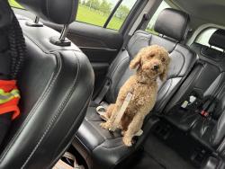 Found/Stray Male Dog last seen NearEasthaven Elementary, Columbus, OH 43232