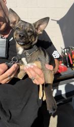 Found/Stray Male Dog last seen Rosecrans Ave and Cerise Ave, Hawthorne, CA 90250