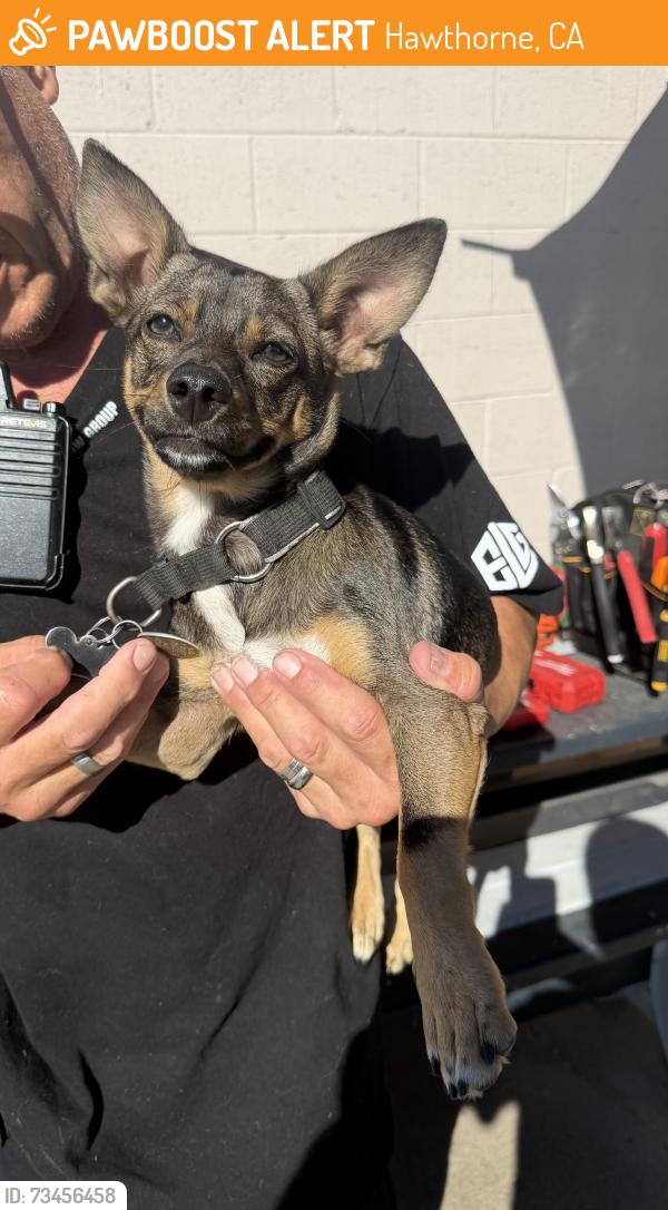 Found/Stray Male Dog last seen Rosecrans Ave and Cerise Ave, Hawthorne, CA 90250