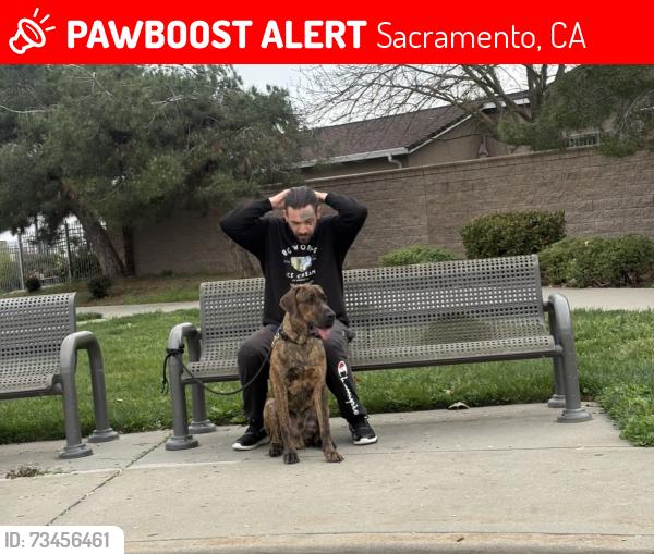 Lost Male Dog last seen Phoenix park apmts, Sacramento, CA 95823