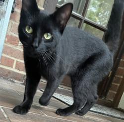 Found/Stray Male Cat last seen Near Broadway Ave, Cleveland, OH 44127, Cleveland, OH 44127