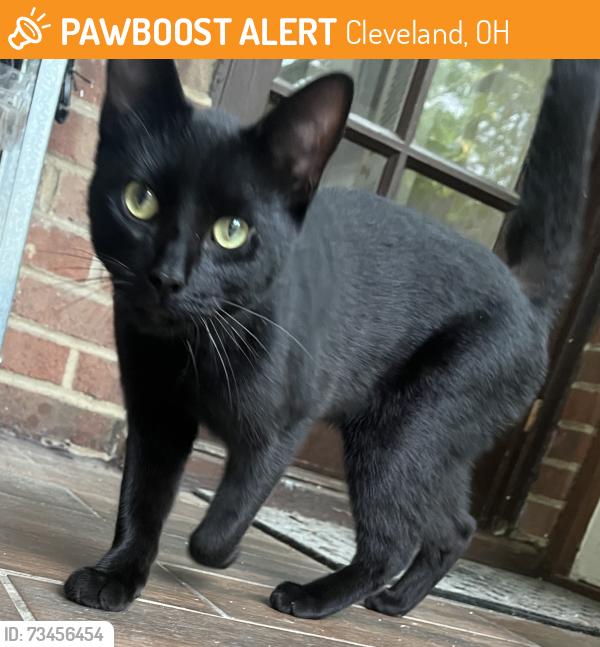 Found/Stray Male Cat last seen Near Broadway Ave, Cleveland, OH 44127, Cleveland, OH 44127