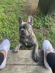 Lost Male Dog last seen 90th and Duke, Portland, OR 97266