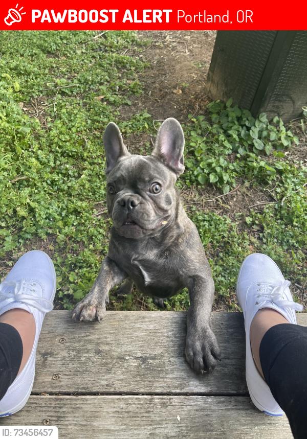 Lost Male Dog last seen 90th and Duke, Portland, OR 97266