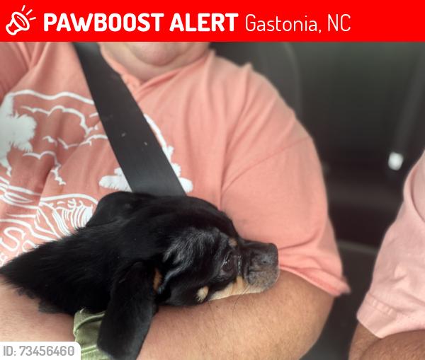 Lost Male Dog last seen Mountain View apmt, Gastonia, NC 28052