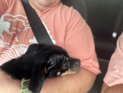 Lost Male Dog last seen Mountain View apmt, Gastonia, NC 28052