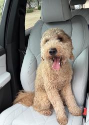 Reunited Male Dog last seen Near Teaswood, Conroe, TX 77304