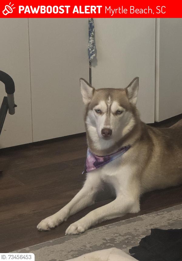 Lost Female Dog last seen Tarpon bay rd, Myrtle Beach, SC 29579