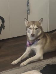 Lost Female Dog last seen Tarpon bay rd, Myrtle Beach, SC 29579