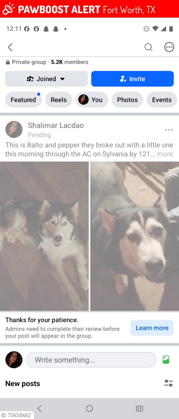 Lost Female Dog last seen Near by top golf, Fort Worth, TX 76111