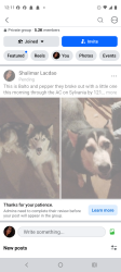 Lost Female Dog last seen Near by top golf, Fort Worth, TX 76111
