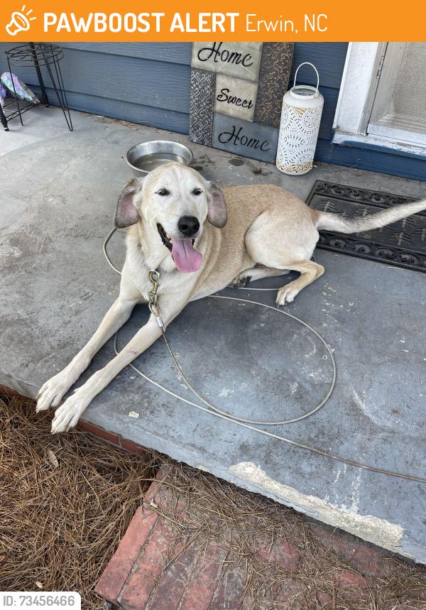 Found/Stray Male Dog last seen Phillips Agriculture, Erwin, NC 28339