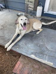 Found/Stray Male Dog last seen Phillips Agriculture, Erwin, NC 28339