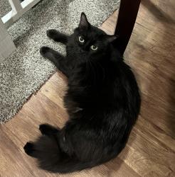 Lost Female Cat last seen Stribling Cir., Gary Dr., Stribling Dr., Azle, TX 76020